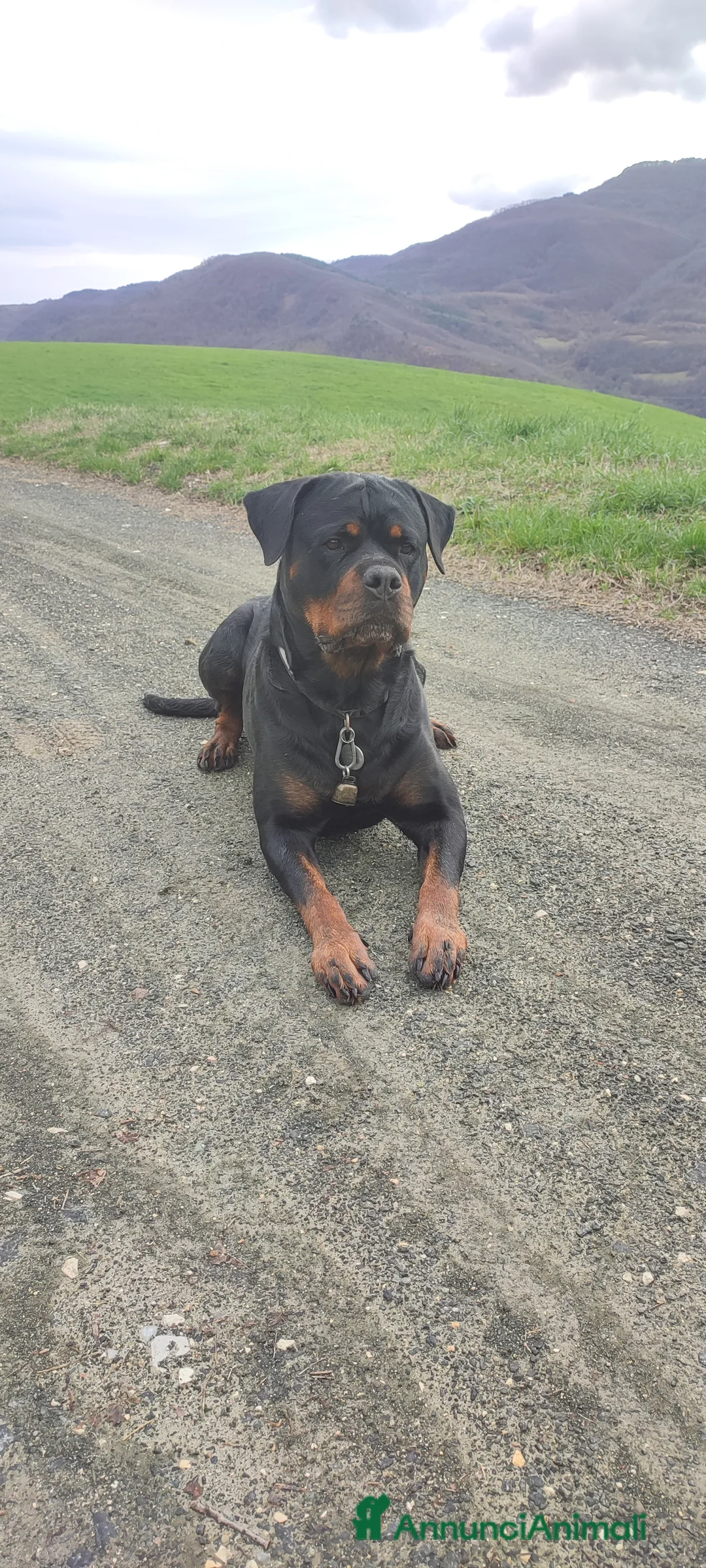 Immagine della galleria {{count}}