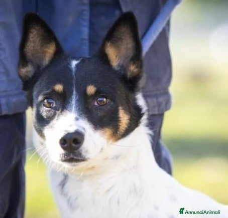 Meticcio cani 3anni medio piccola finita in canile 1anno fa.VARE a Città metropolitana di Milano - Annuncio 2