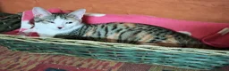 Europeo gatti in regalo: Ribes e Yoghi, bellissimi fratellini - Annuncio 4