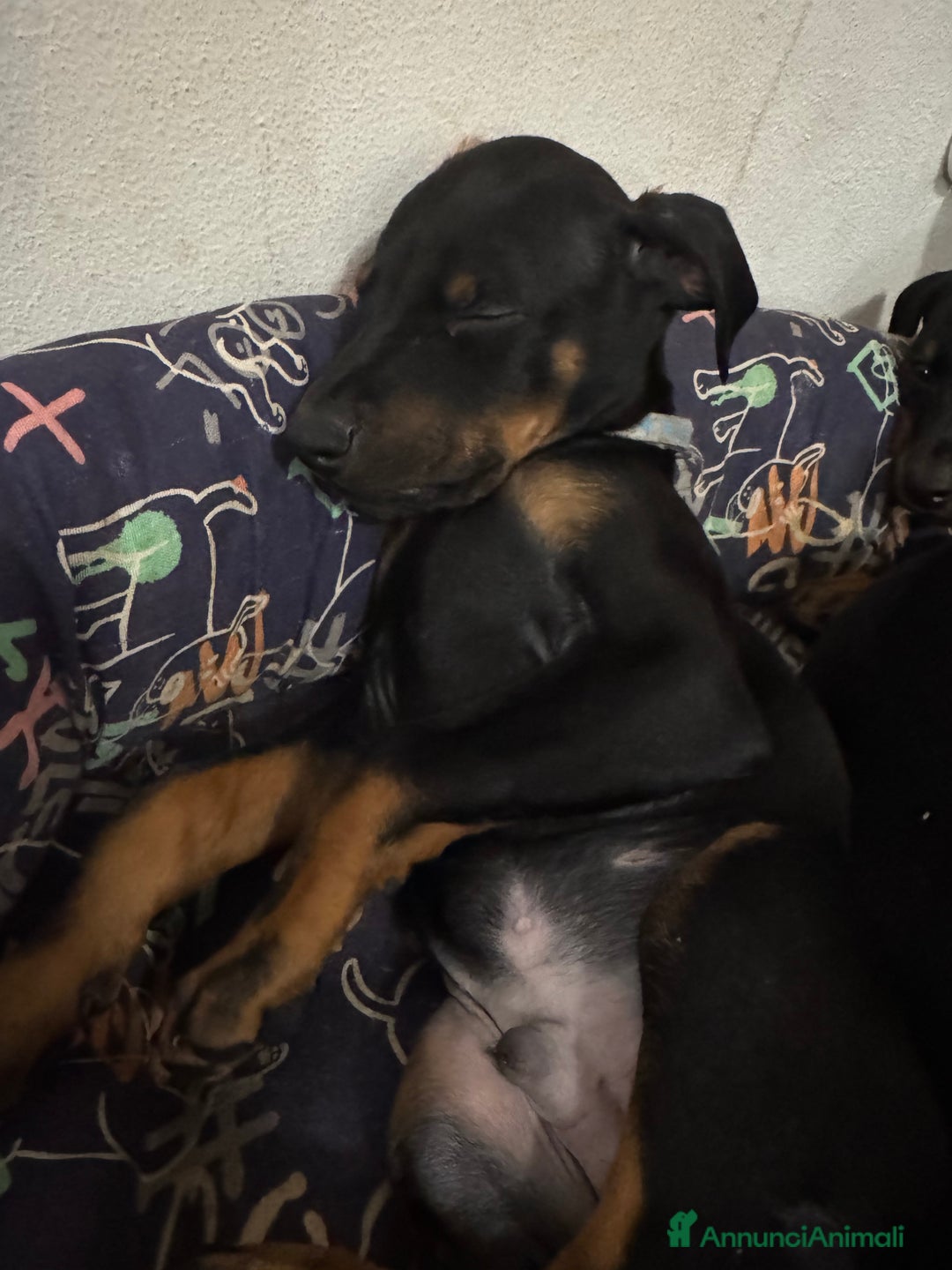 Dobermann cani in vendita: Cuccioli di dobermann - Annuncio 2
