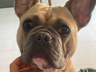 Bulldog Francese cani - Annuncio 19