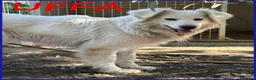 Meticcio cani in regalo: UFFA giovane e bellissima tg media - Annuncio 1