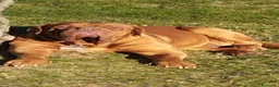 Dogue de Bordeaux cani per accoppiamento: Dogue de bordeaux maschio accoppiamento  a Città metropolitana di Roma Capitale - Annuncio 1
