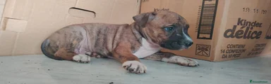 American Staffordshire 3