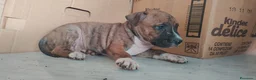 American Staffordshire cani in vendita: America staffordshire - Annuncio 13