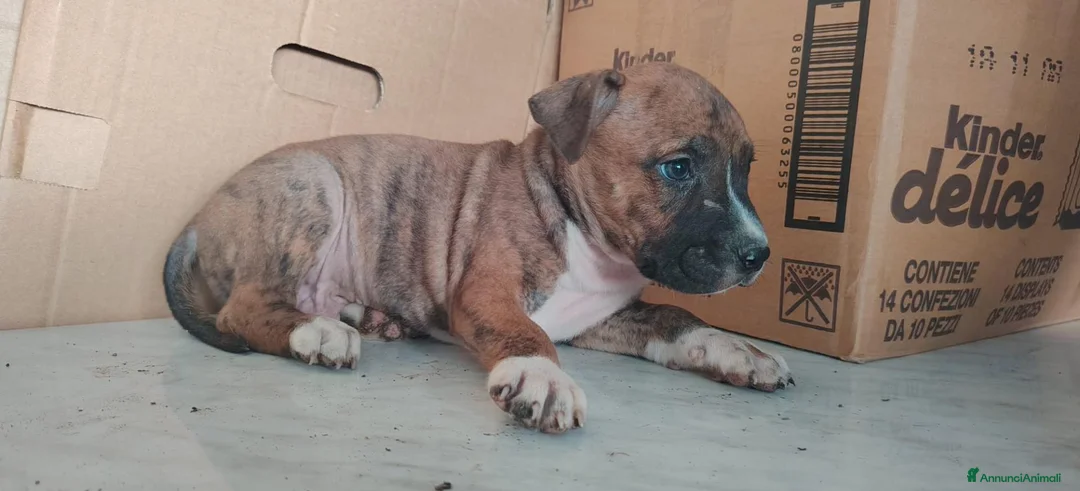 American Staffordshire cani in vendita: America staffordshire - Annuncio 13