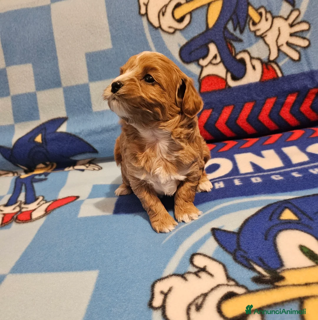 Maltipoo cani in vendita: Bellissimi cuccioli maltipoo  - Annuncio 4