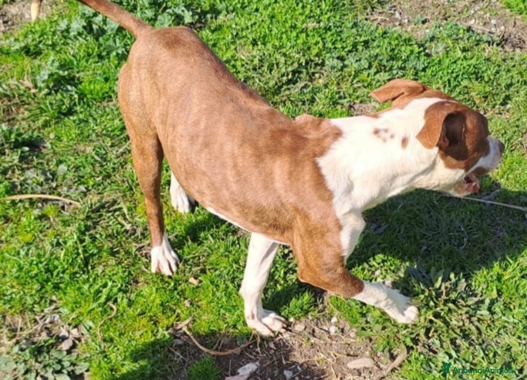 Pitbull cani in regalo: Pitbull 11mesi splendido senza richieste.CALABRIA a Città metropolitana di Milano - Immagine 3