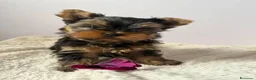 Yorkshire cani in vendita: Yorkshire Terrier  a Libero consorzio comunale di Agrigento - Annuncio 4