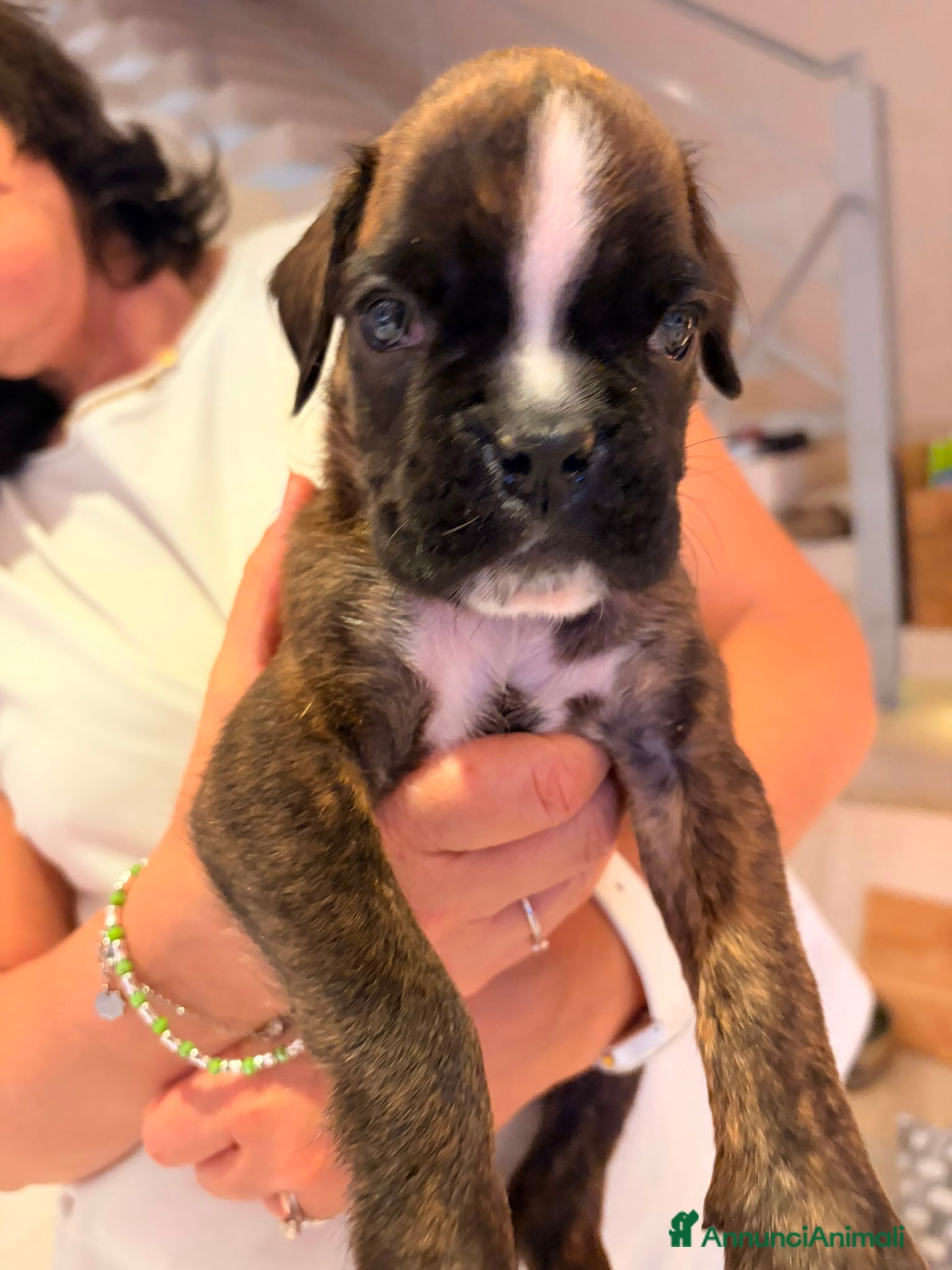 Boxer cani in vendita: Cuccioli di boxer a Provincia di Fermo - Annuncio 2
