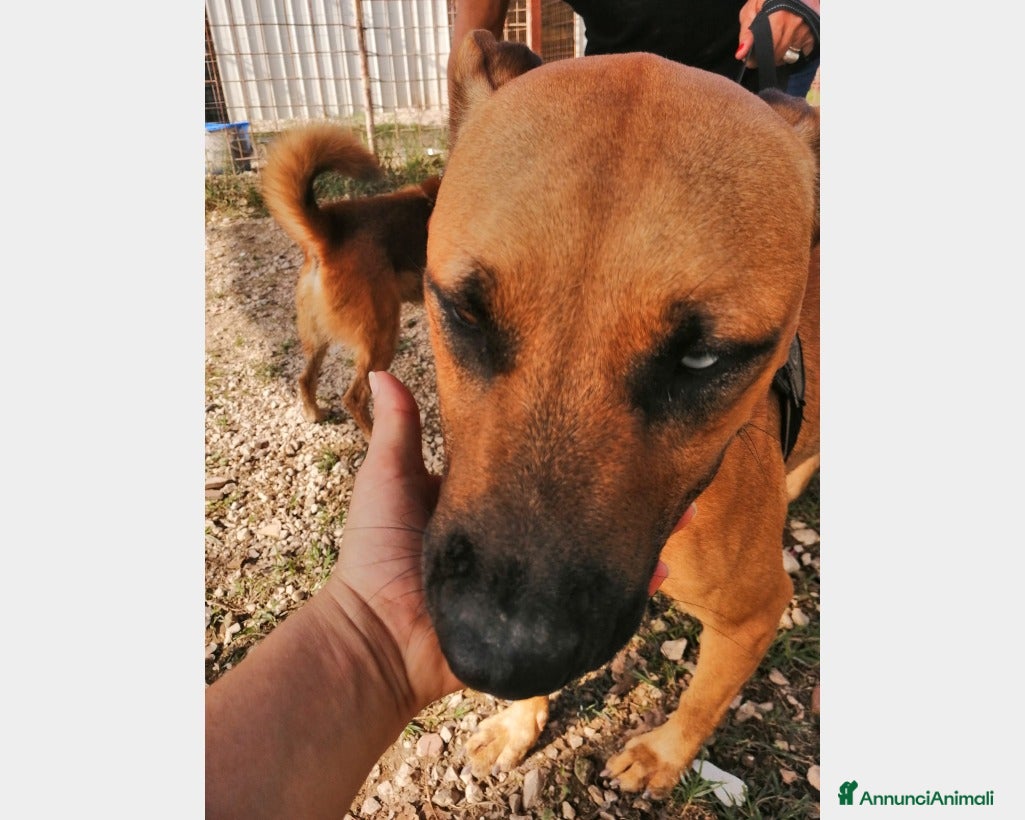 Pitbull cani Simil Pitbull femmina 2nni 1occhio azzurro.SALERNO a Milano - Annuncio 2