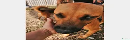 Pitbull cani in regalo: Simil Pitbull femmina 2nni 1occhio azzurro.SALERNO a Milano - Annuncio 2