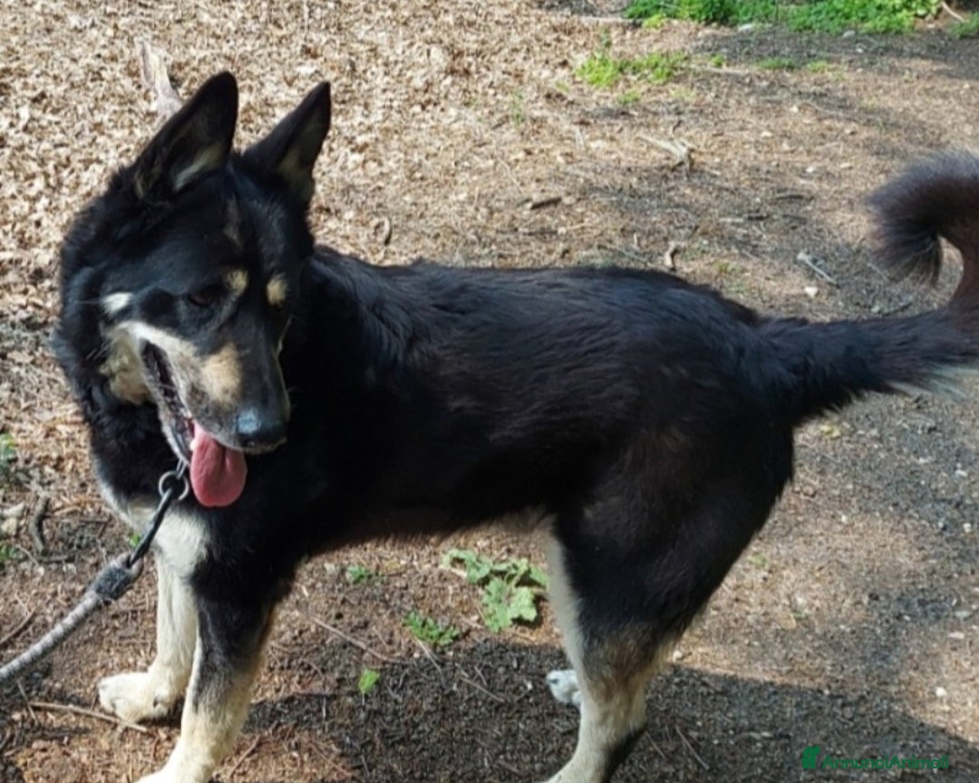 Meticcio cani in regalo: 6anni Pastore meraviglioso in box dal 2020 MILANO a Milano - Annuncio 2