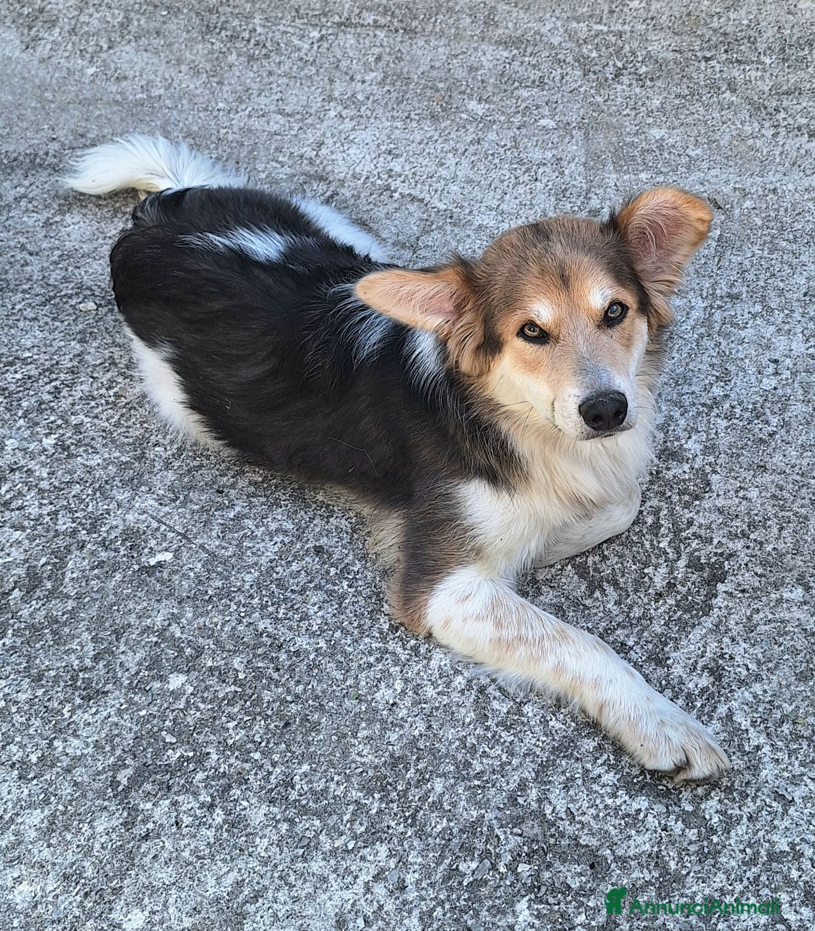 Meticcio cani Kaan 8 mesi mix border collie  - Annuncio 1