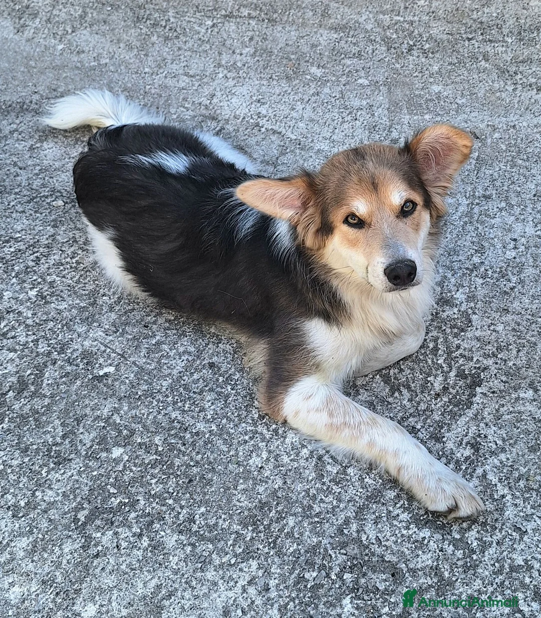 Meticcio cani in regalo: Kaan 8 mesi mix border collie  - Annuncio 1