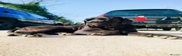 Cane Corso cani in vendita: Vendesi cuccioli cane corso  a Provincia di Frosinone - Annuncio 4