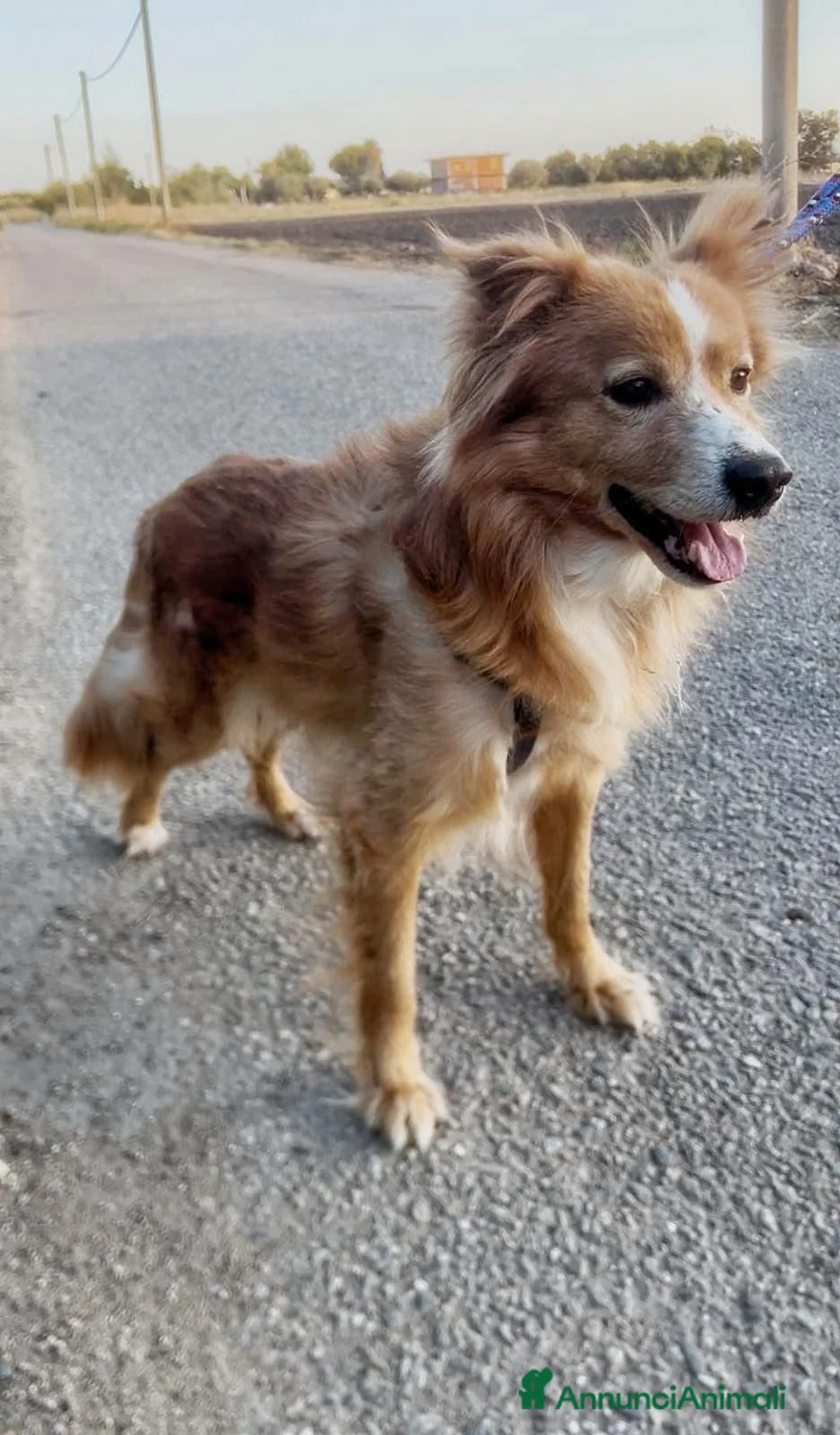 Meticcio cani in regalo: RICKY 💙 - simil volpino taglia piccola.È speciale - Annuncio 2