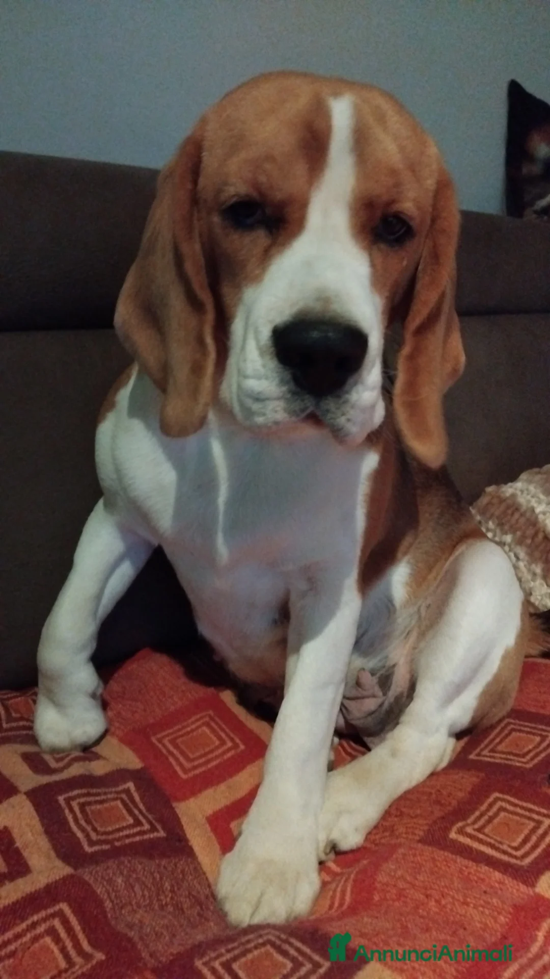 Beagle cani in vendita: Cucciolo Beagle - Annuncio 3