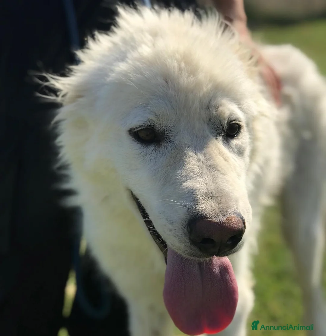 Pastore Maremmano cani in regalo:  OTONE giovanissimo  maremmano in canile a Provincia di Latina - Annuncio 6