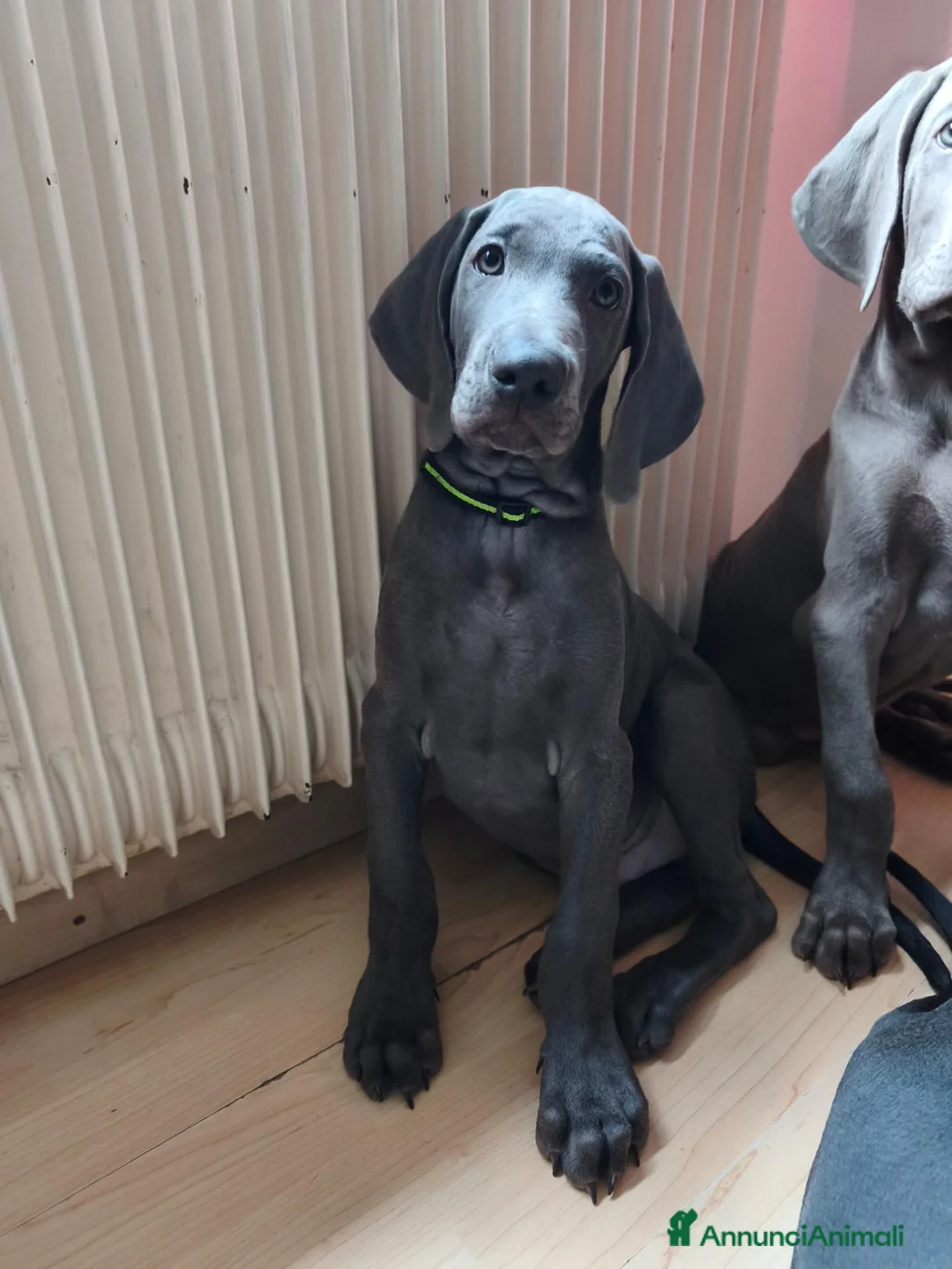 Weimaraner cani in vendita: Weimaraner  - Annuncio 2