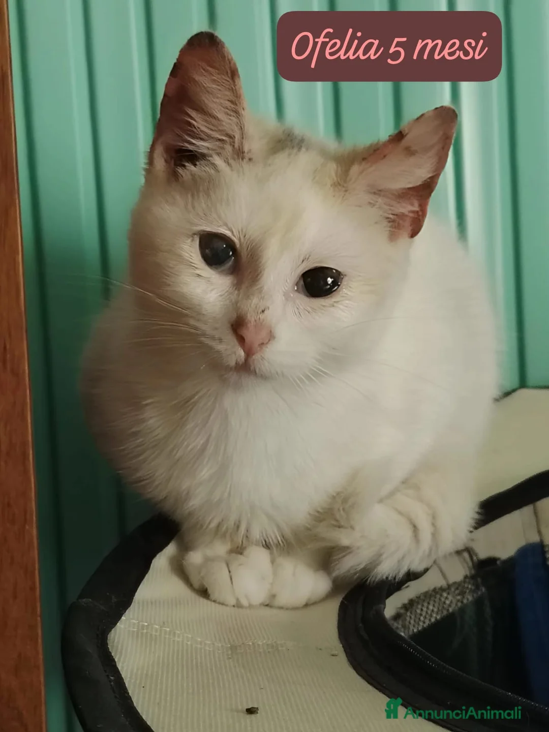 Altre razze gatti in regalo: Gattini desiderosi di trovare famiglia  - Annuncio 2