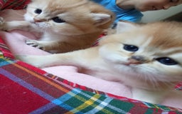 British gatti in vendita: Cucciole British Golden Cincillà  a Città metropolitana di Milano - Immagine 4
