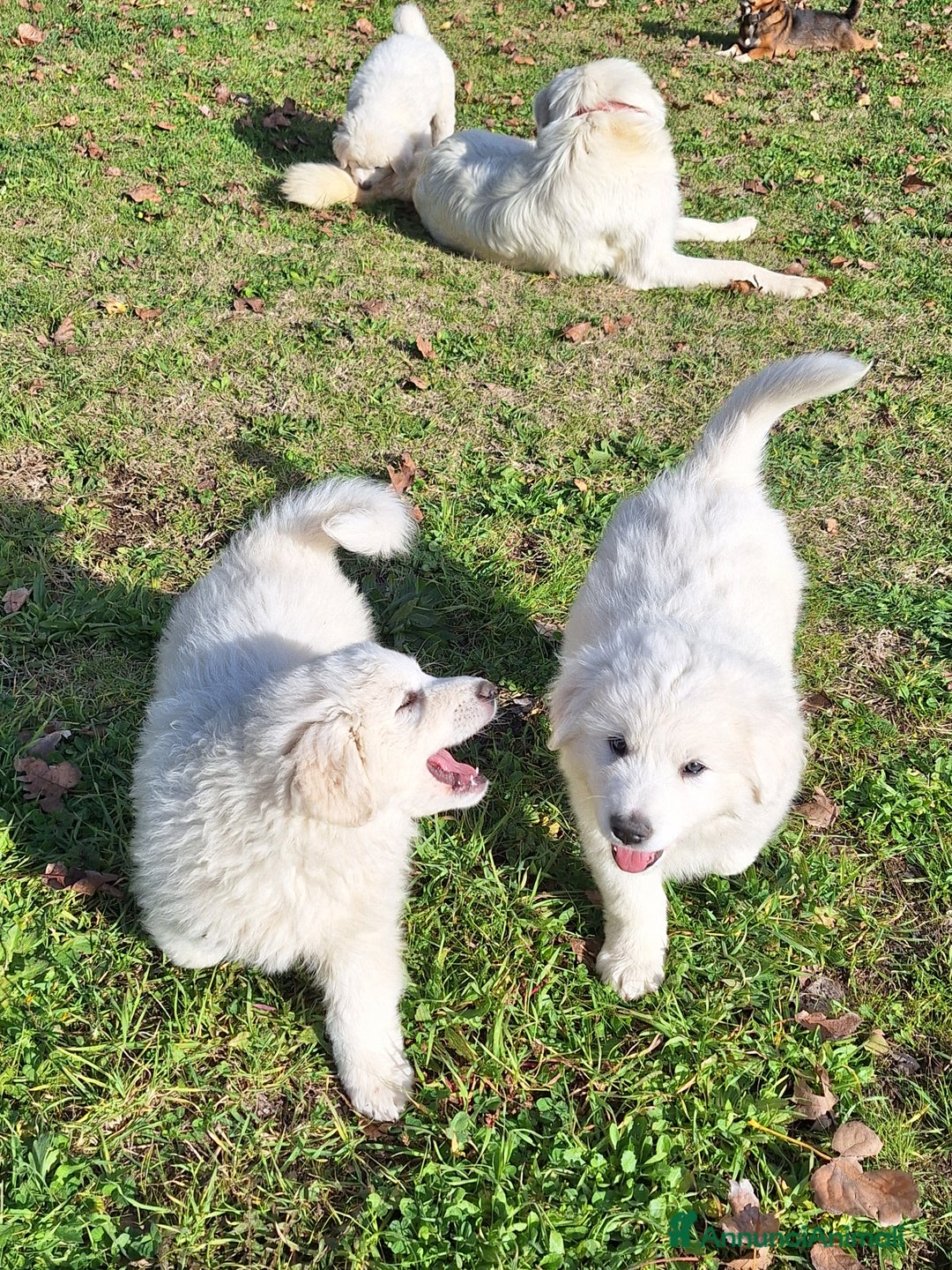 Pastore Maremmano cani in vendita: Cuccioli di pastore maremmano, 3 maschi, 1 femmina - Annuncio 4