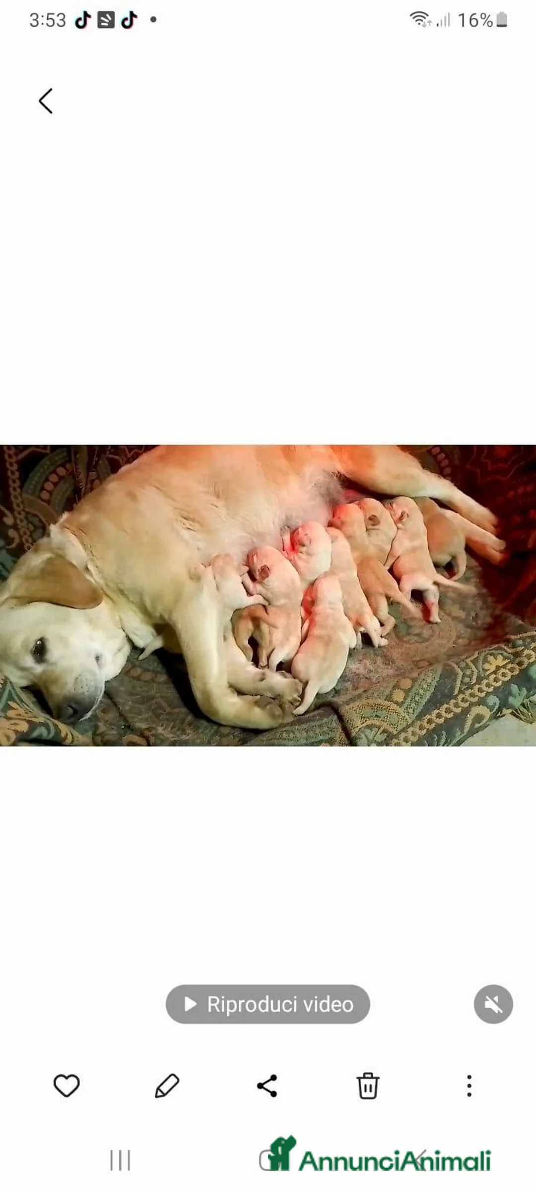 Labrador cani in vendita: Cuccioli di Labrador Retriever  - Annuncio 1