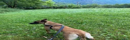 Pastore Belga cani in regalo: Adozione responsabile per Laylah a Provincia di Monza e della Brianza - Annuncio 4