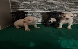 American Staffordshire cani in vendita: Amstaff  a Città metropolitana di Roma Capitale - Immagine 8