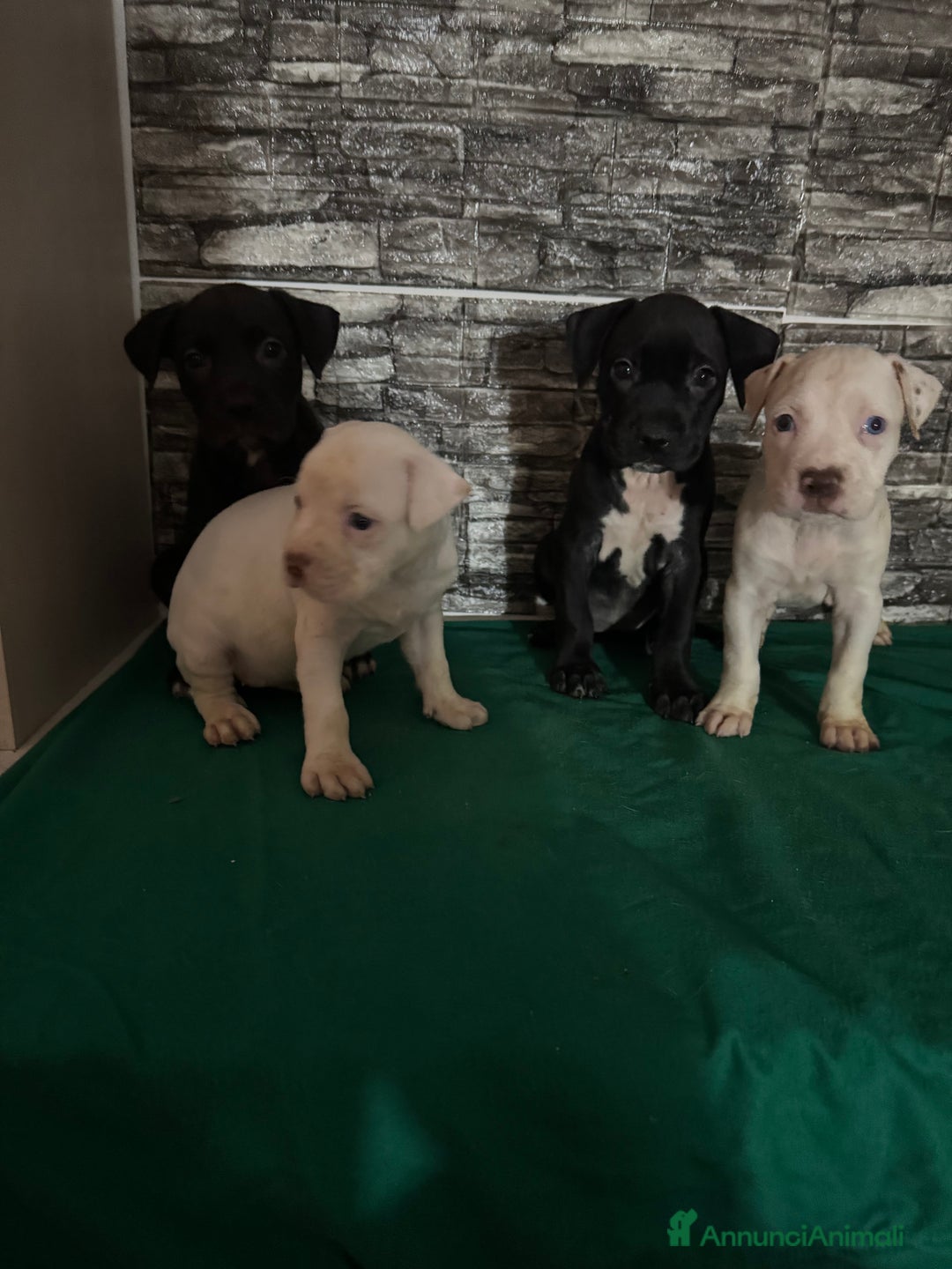 American Staffordshire cani in vendita: Amstaff  a Città metropolitana di Roma Capitale - Immagine 8