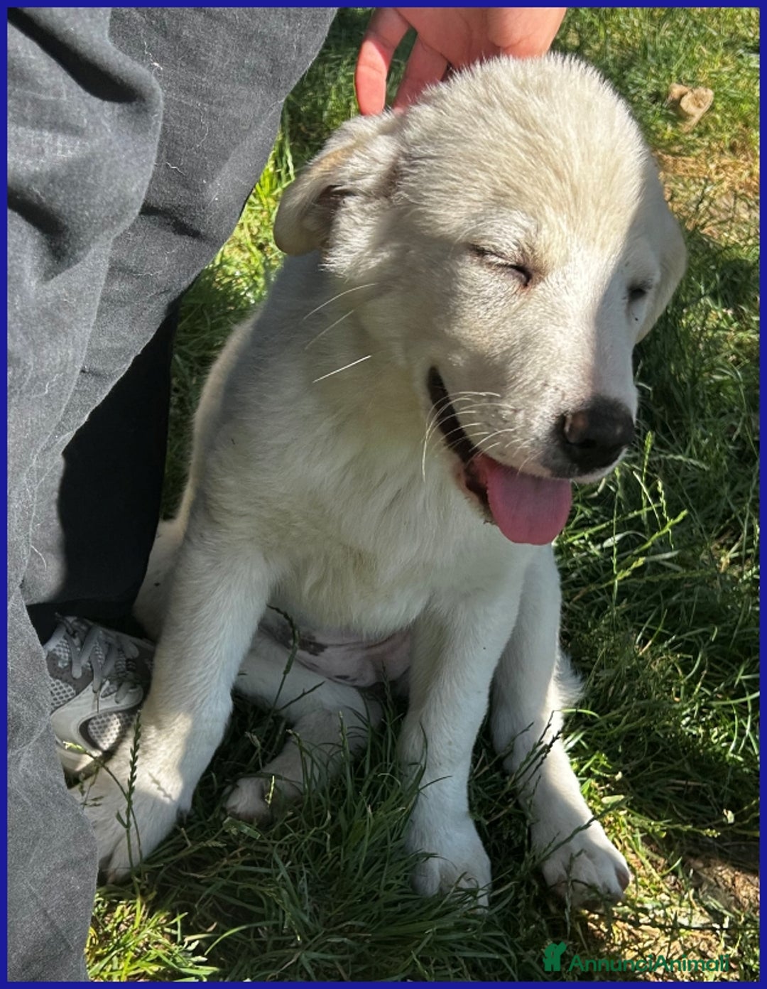 Pastore Maremmano cani in regalo: MAYO, CUCCIOLA 2 MESI MIX MAREMMANA, MERAVIGLIOSA  - Annuncio 6
