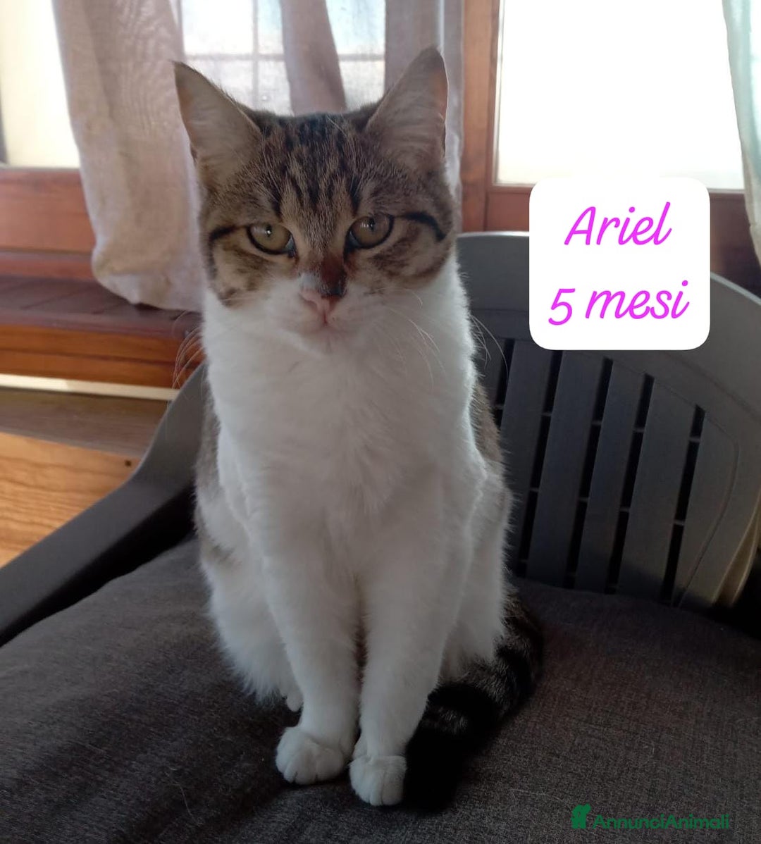 Europeo gatti in regalo: Gattini desiderosi di trovare famiglia  - Annuncio 1