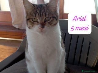 Europeo gatti Gattini desiderosi di trovare famiglia - Annuncio 34