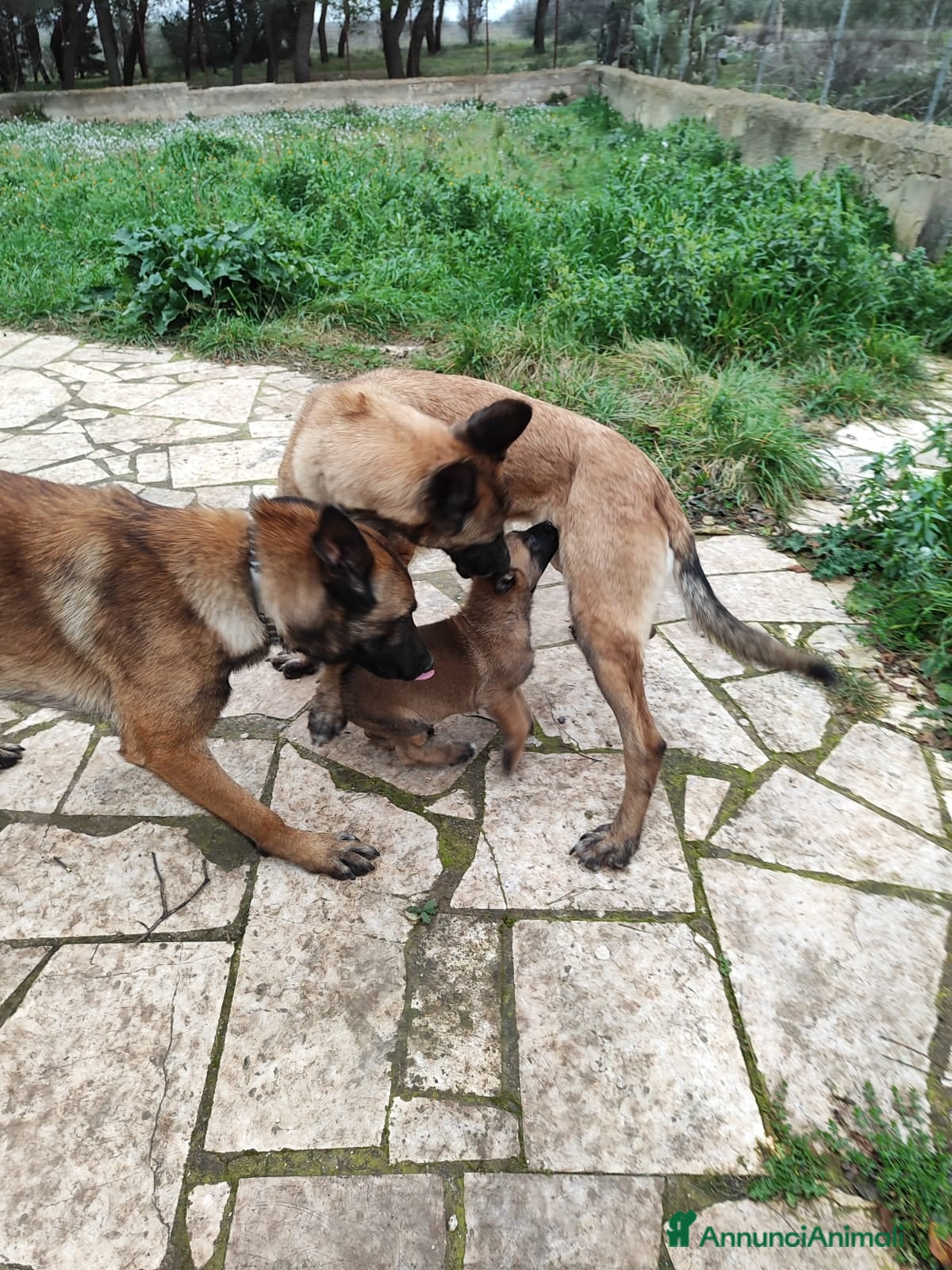 Pastore Belga cani Allevamento Cuccioli Pastore Belga Malinois Puglia a Città Metropolitana di Bari - Annuncio 2