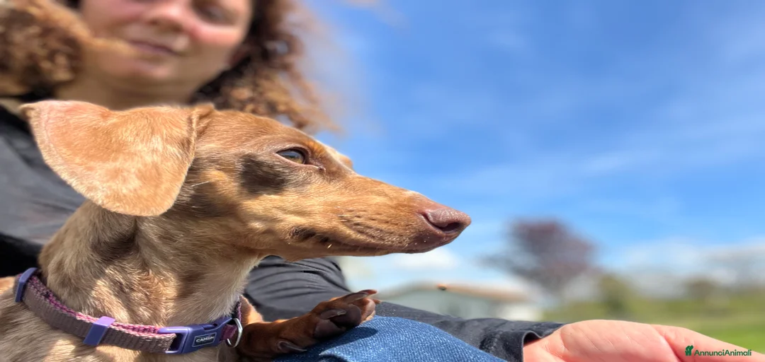 Immagine della galleria {{count}}