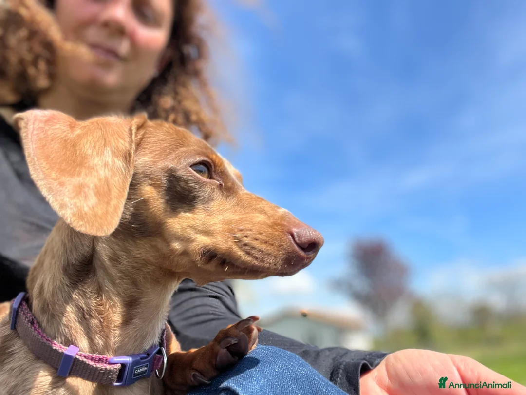 Immagine della galleria {{count}}