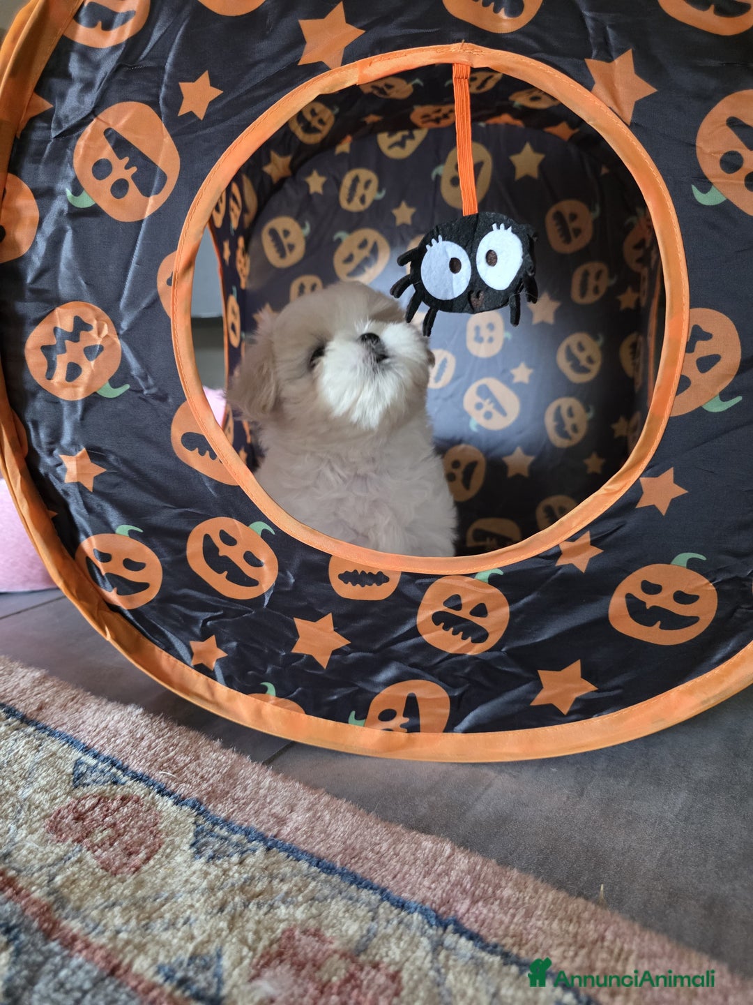 Maltese cani in vendita: Cuccioli di Maltese  a Provincia di Padova - Immagine 11