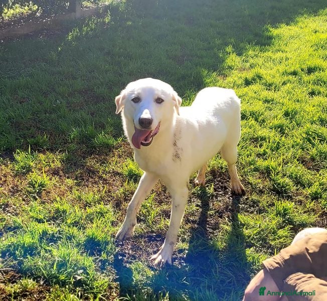 Labrador cani Sade, dolcissima mini labrador - Annuncio 2