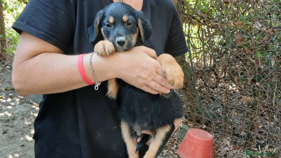 Meticcio cani in regalo: IL DOLCISSIMO MAIKO TI STA ASPETTANDO, IN ADOZIONE - Annuncio 4