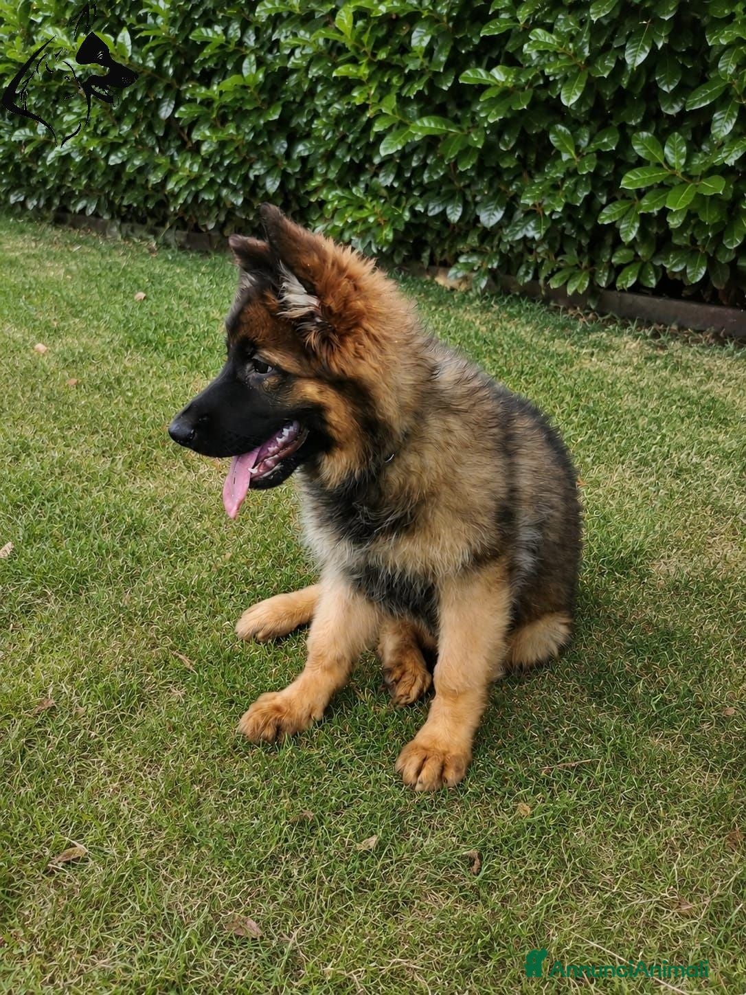 Pastore Tedesco cani Pastore tedesco pelo lungo grigio. vera chicca. - Annuncio 2