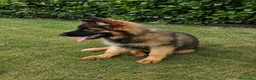 Pastore Tedesco cani in vendita: Pastore tedesco pelo lungo grigio. vera chicca. - Annuncio 2