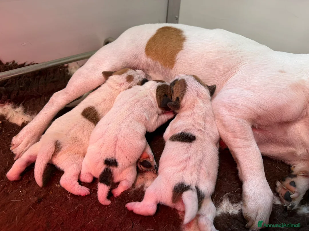 Jack Russell cani in vendita: Benvenute al mondo, piccole pesti!🐾 - Annuncio 2