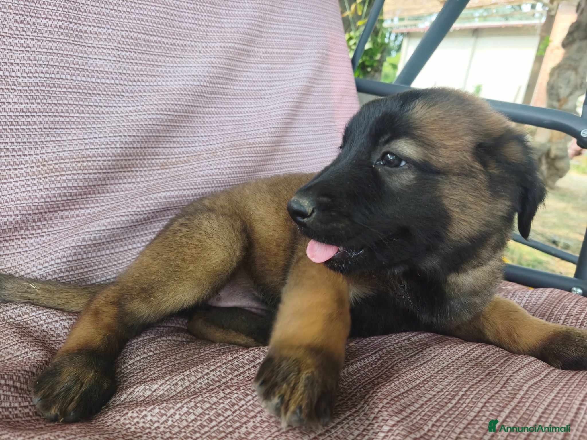 Pastore Belga cani Cuccioli di Pastore belga malinois con pedigree - Annuncio 1