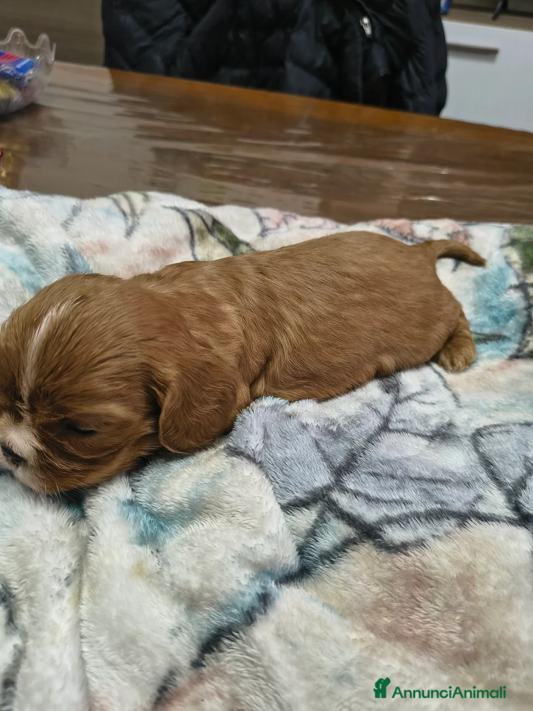 Cavalier King cani in vendita: Cuccioli di cavalier king Charles spaniel  a Provincia di Modena - Annuncio 2