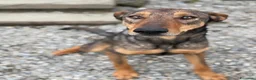 Dobermann cani in regalo: ARTU', magnifico mix DOBERMANN - Annuncio 1