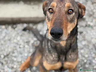 Dobermann cani ARTU', magnifico mix DOBERMANN - Annuncio 2