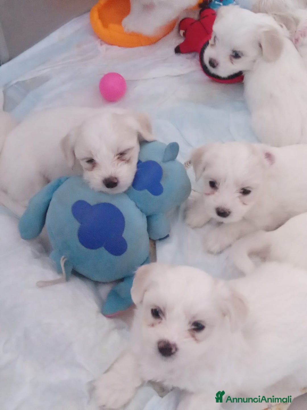 Maltese cani in vendita: DISPONIBILITA' CUCCIOLI MALTESI - Immagine 5