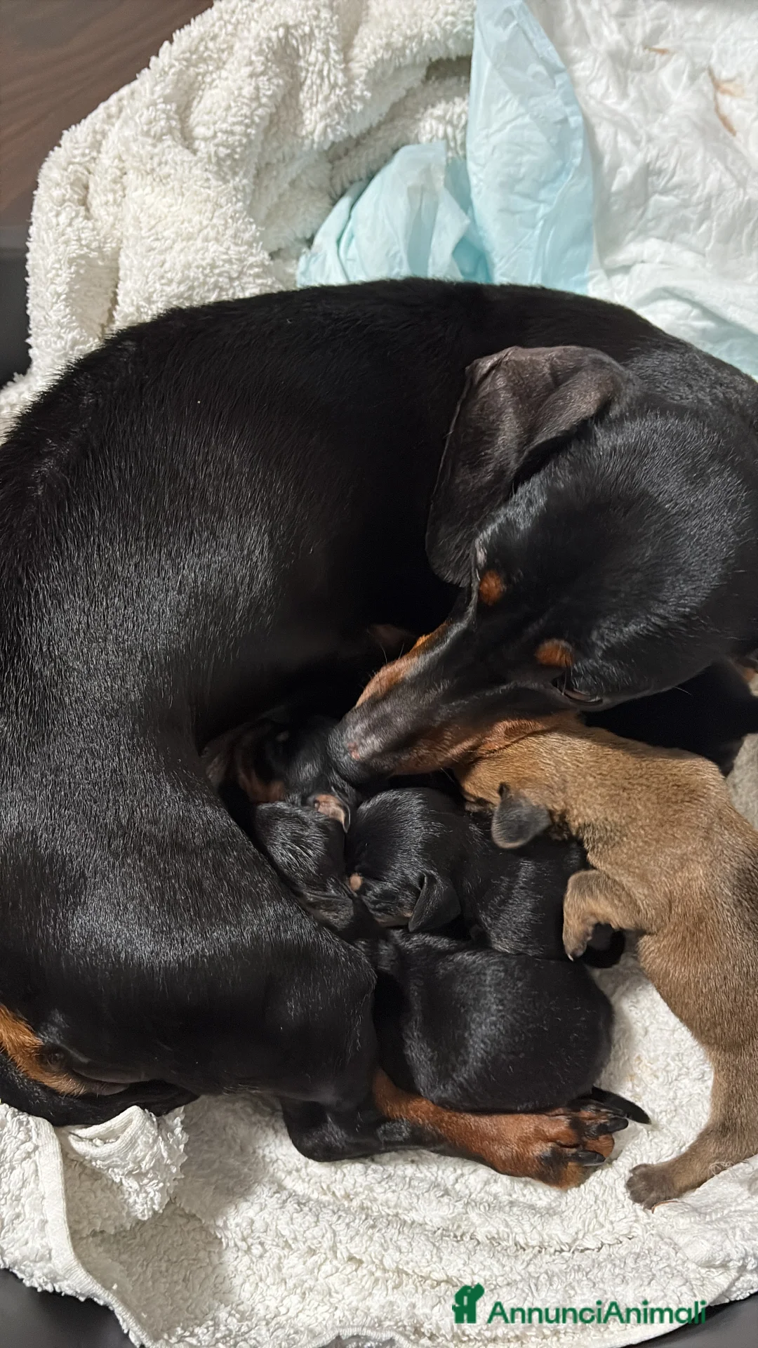 Meticcio cani in vendita: Cuccioli Chiweenie  - Annuncio 2