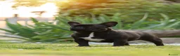 Bulldog Francese cani in vendita: Maschio fulvo a Provincia di Perugia - Annuncio 3
